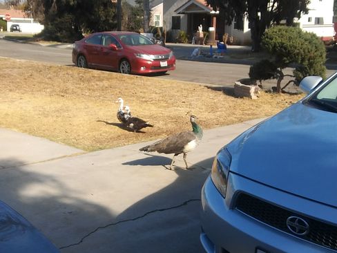 Used 2007 Scion tC image 9