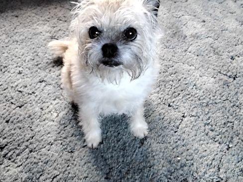 Used 2017 Buick Encore Preferred image 5