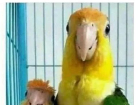 Used 2006 Nissan Frontier NISMO w/ (J01) Sunroof Pkg image 1