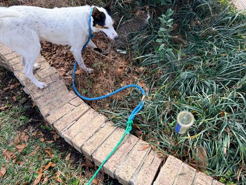 Used 2016 Toyota Prius Three Touring image 18